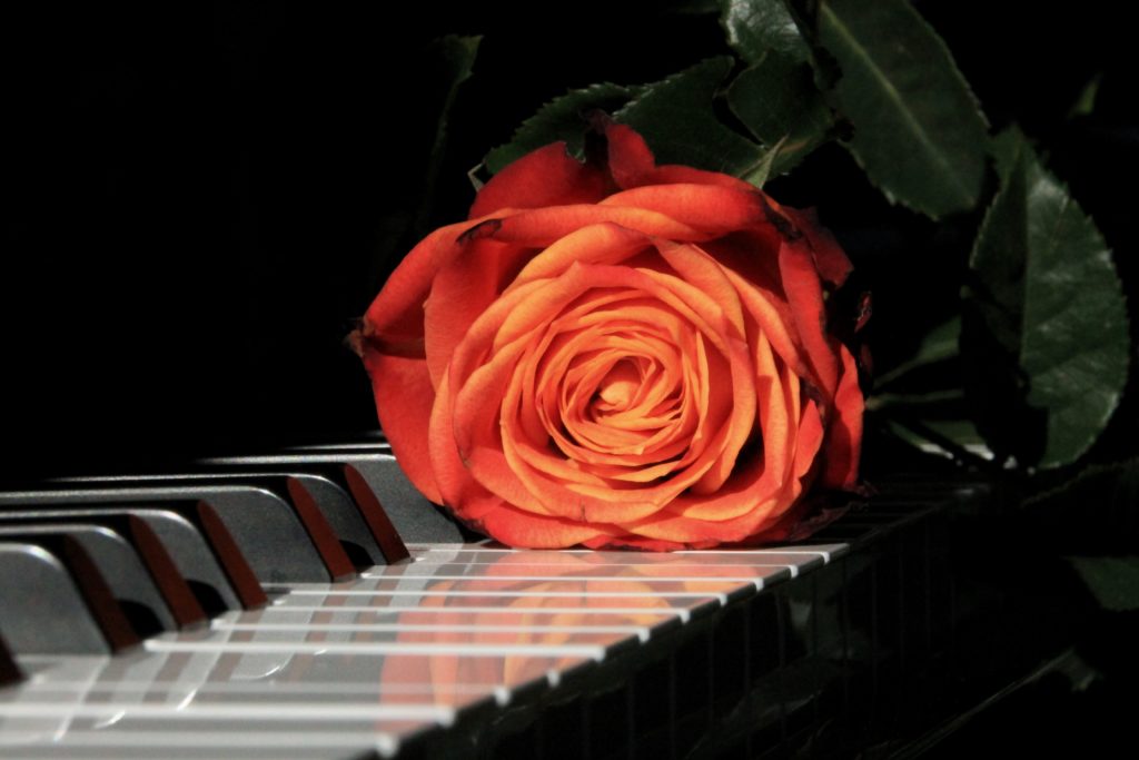 Photo d'une rose posée sur les touches d'un piano en gros plan
